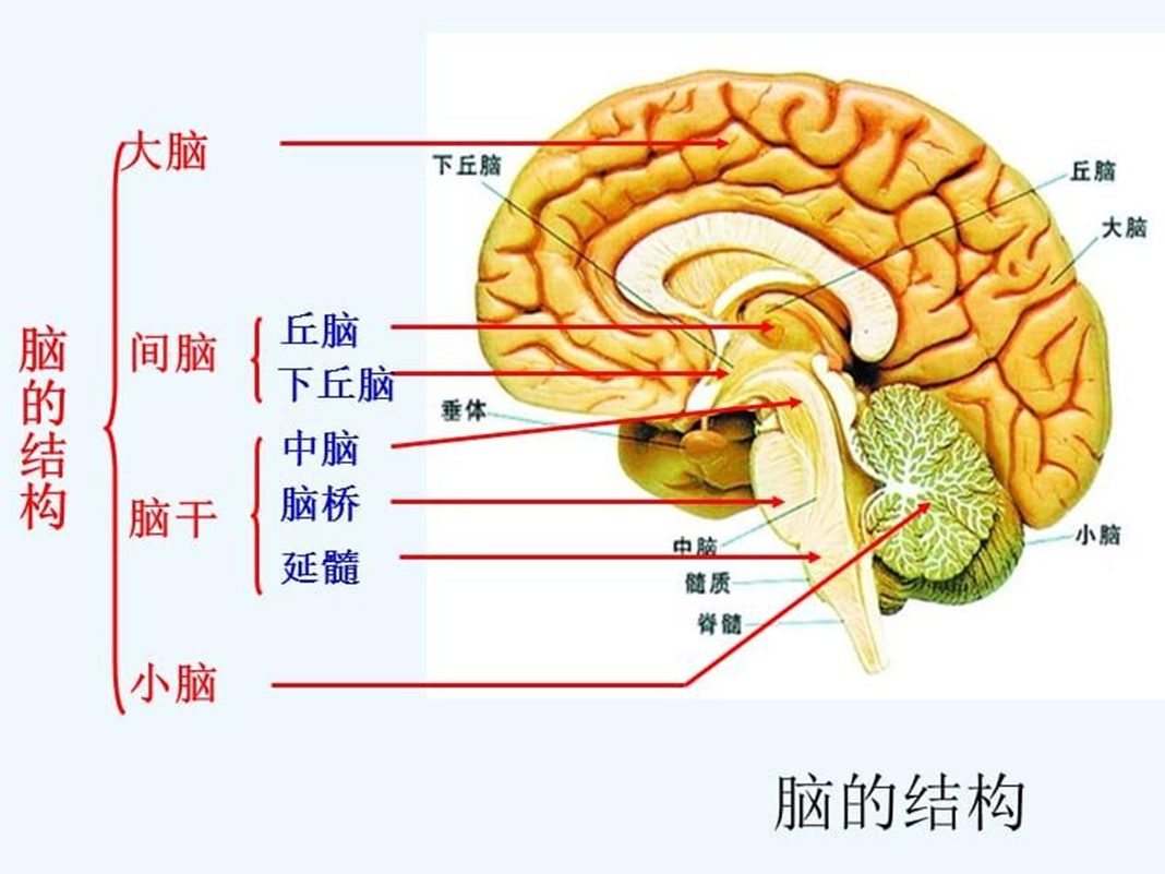 人工智能导论-神经网络